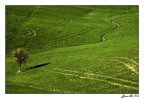...il grano impazzito e l'albero silente.....