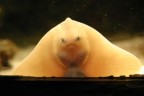 MOSTRO