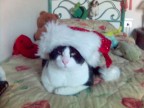 Buon natale!