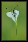Aporia crataegi