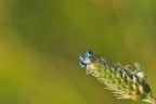 La piccola vedetta Lombarda