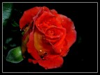 Rosa notturna