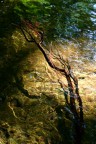 The root