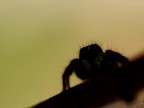 09/06/2007 - Phylaeus chrysops (info ottenuta sul forum aracnofilia).
Ho fatto diverse foto e bei primi piani a questo simpatico aracnide, ma questa silhouette mi fa particolarmente sorridere :)

Sony DSLR-A100, Sigma 105mm macro
ISO 100 - f/7,1 - 1/100sec
Post elaborazione: -25% luminosit +10% contrasto sulla silhouette