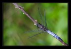 libellula su rovo