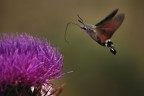 Macroglossa Stellatarum #2