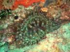 Anemone Grosso a Dragone - Portofino