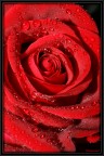 Qualche goccia su di una splendida rosa rossa.