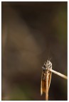 Sentinella