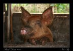 Nice Pig