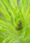 abisso verde