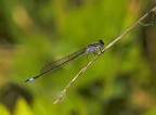 Coenagrionidae