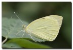 Gialla
