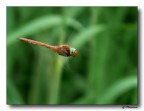 Libellula in volo
