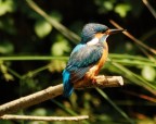 Il mio primo &quot;Alcedo&quot;