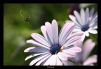 300mm F4 1/4000 ISO-400