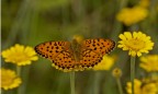 Nympalidae