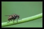 Una mosca