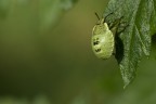 Green...