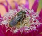 Macro con D80 + 18/135 Nikon e lenti addizionali Cokin +1D +2D +3D CLOSE-UP