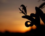 Il falco nella foglia