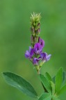 Solo un fiore d'erba medica