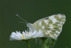 farfalla