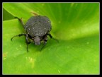 Una livrea stellata