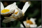 Una favolosa casa costruita unendo due fiori...ingegneria moderna fammi un baffo!!!