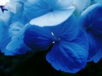 in questo mese di giugno,le ortensie,colorano molti giardini e balconi.