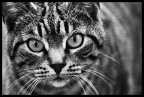 Kitty