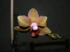 orchidea-FZ8