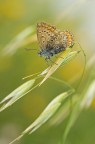 licenide dinamica