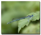 Libellula