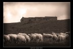 gregge e panorama