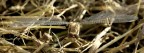 libellula de frist