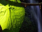 controluce