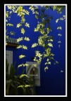 Jardin Majorelle (Marrakech)