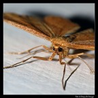 Farfallina