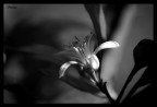flower 2 b/w