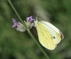 Pieris brassicae