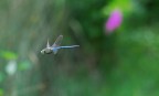 In volo