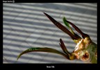 New life