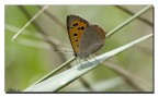 Farfallina