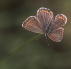 Farfallina