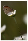Cntroluce