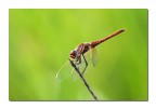 Libellula