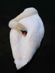 Eleganza