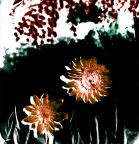 flowers in june