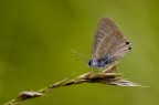 Leptotes pirithous